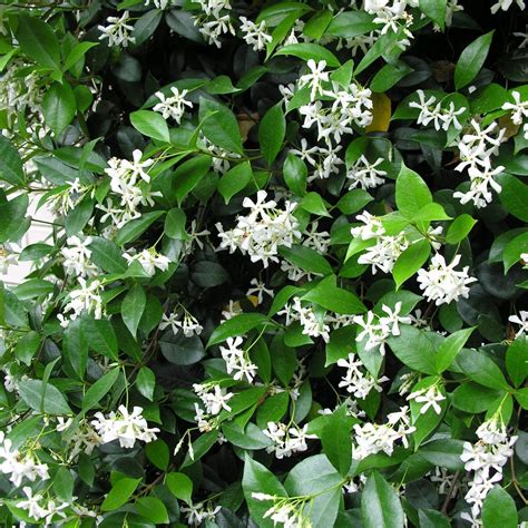 Confederate Star Jasmine Trachelospermum Jasminoides 2 Foot Etsy