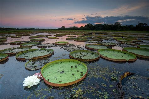 Brazil S Pantanal The World S Biggest Wetland Giant Water Lily Water Flowers Water Plants