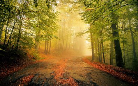 Road Between Forest During Daytime Hd Wallpaper Wallpaper Flare