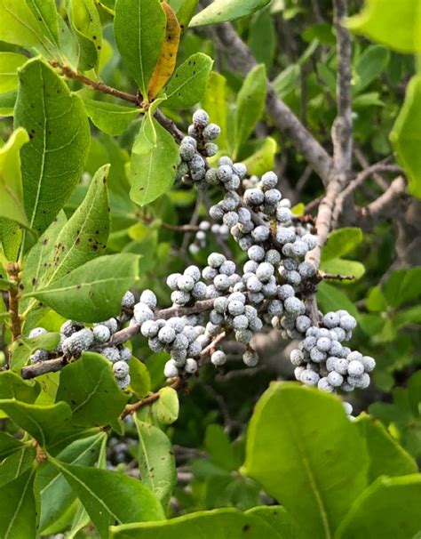 Northern Bayberry Morella Pensylvanica Flower Leaf Uses Picturethis