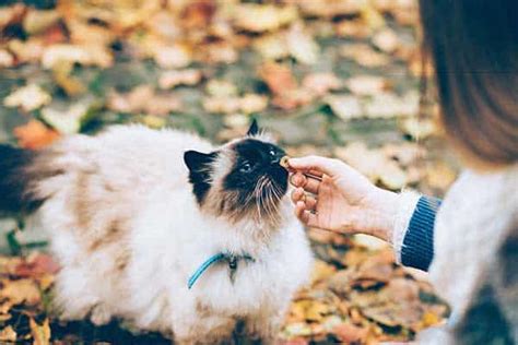 Because cats are obligate carnivores and require diets that contain mostly meat (unlike dogs who are omnivores and can live off of a variety of different foods), their bodies aren't able to digest fibrous foods as easily as dogs and don't always like the variety of people foods that dogs do, according to werber. Can Adult Cats Eat Kitten Food? All About Cat Nutrition
