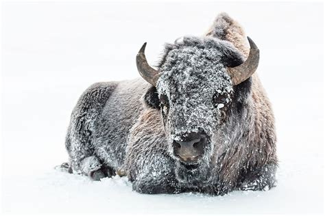 Bison Buffalo Snow Winter Cold Wind American Animal Mammal