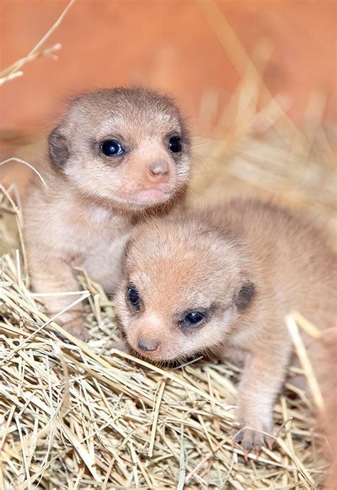 Zoo Miamis Beaming Meerkat Mom Raising Two Babies With Help From Three