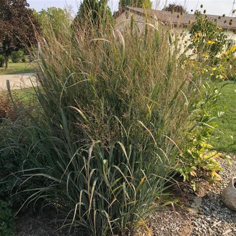 Panicum Virgatum Northwind Northwind Switch Grass Jim Whiting Nursery