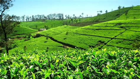 View Of Sri Lanka Tea Garden Mountains In Nuwara Eliya Stock Footage