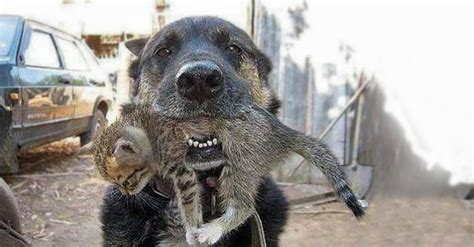 Picture Of Dog With Kitten In Mouth Makes You Look Freethinking