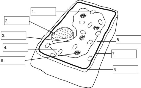 Black And White Plant Cell Diagram Without Labels