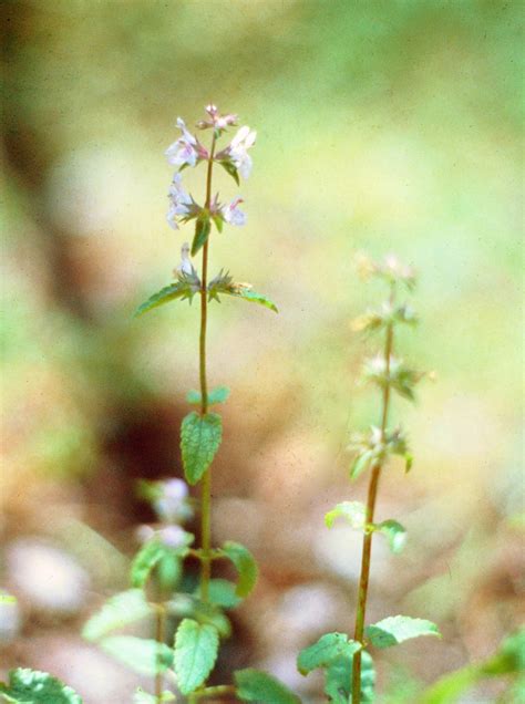 Floridas 7 Wild Edible Plants Fleet Farming