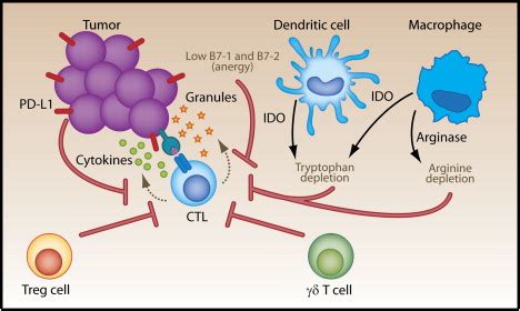 The Expanding Universe Of Regulatory T Cell Subsets In Cancer Immunity
