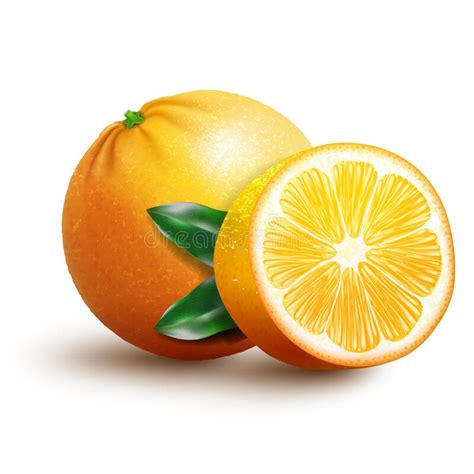 Cut Whole Oranges Stock Illustrations 502 Cut Whole Oranges Stock