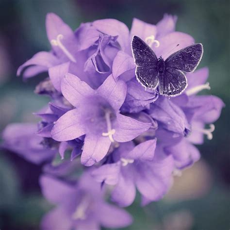 Beautiful Purple Butterfly Colors Photo 34605245 Fanpop