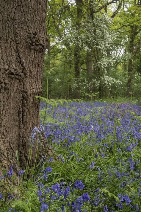 Shallow Depth Of Field Landscape Of Vibrant Bluebell Woods In Sp Stock