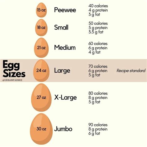 An Egg Sizes Chart With Eggs In The Middle And Two Large Ones On Each Side