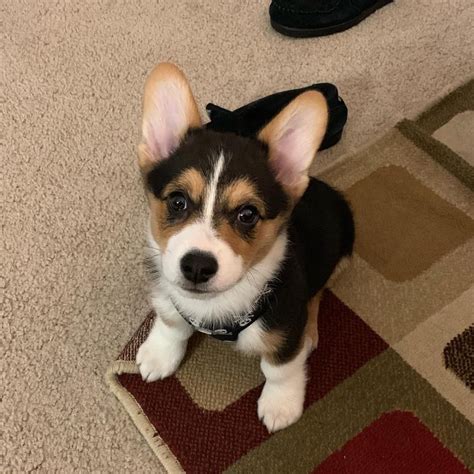 She is about 10 months old. Quality Pembroke Welsh Corgi Pups Home - Available Puppies ...