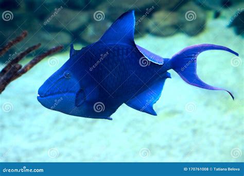 Odonus Niger Redtooth Triggerfish In Sea Water Stock Photo Image Of