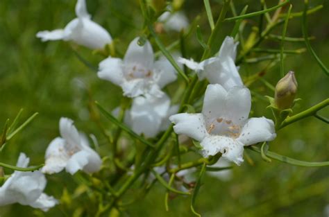 The most common emu bush brown material is cotton. Eremophila polyclada - Emu Bush | Gardening With Angus