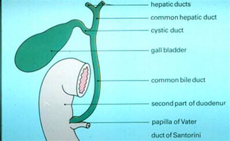 Liver Physiology 6 Biliary Secretion And Enterohepatic Secretion Of Bile Salts Flashcards Quizlet