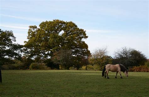 Things To Do In The New Forest