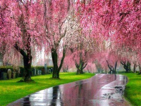 Pink Weeping Willows Dragonfly Dreams New Beginnings
