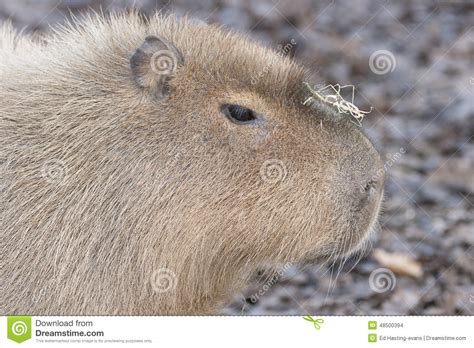 Capybara Stock Photo Image Of Capybara Aquatic Grazing 48500394