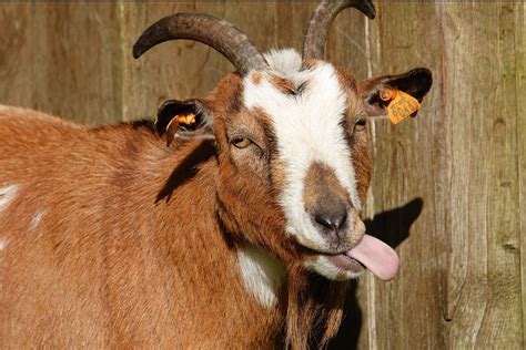 Funny Goat Rozella Porath