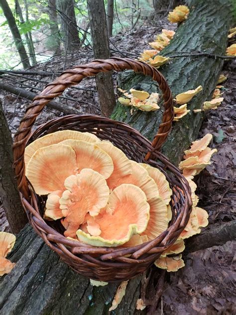 Its Been A Fantastic Fall In Upstate Ny For Gathering Wild Edible