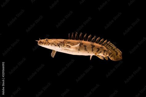Polypterus Endlicheri Bichir Fish A Species Of Freshwater Fish In The