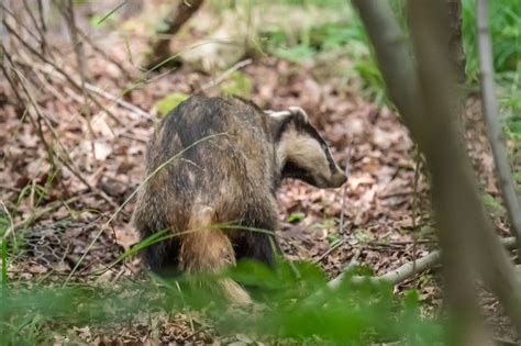 1st July 2021 Wolves Wood Rspb Suffolk Martins Bird Blog And Nature