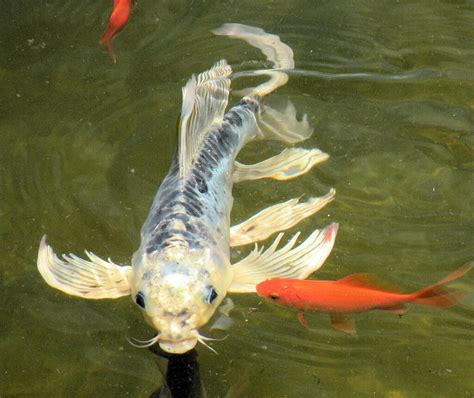 Japanese Butterfly Koi Fish Koi To The World Butterfly Koi Pictures