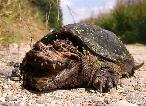 Snapping Turtle Wild Life Animal