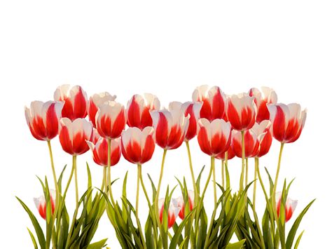 Tulips Spring Nature · Free Photo On Pixabay