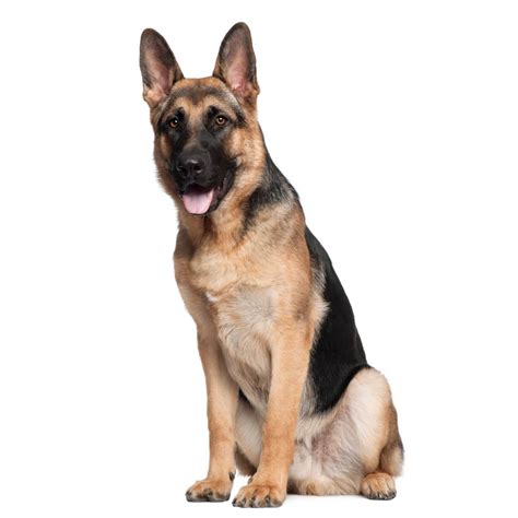 German Shepherd Dog Breed Information Pictures And More