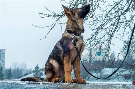 5 Best Dog Collars For German Shepherds Reviews Updated 2022 Dog