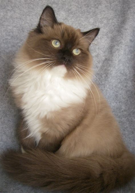 Beautiful Sepia Mitted Mink Ragdoll If We Ever Get A Cat It Must Be