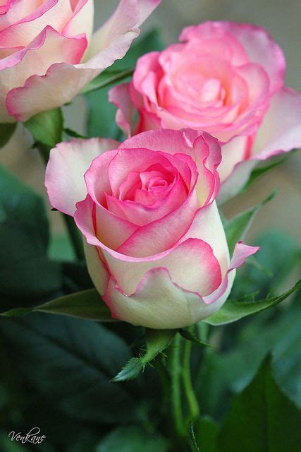 111 Best Two Tone Roses Images Rose Beautiful Roses Flowers