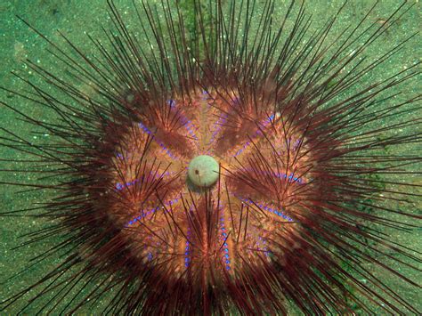 Index Photos Of Sea Urchins Echinoidea Unterwasser Fotos Von
