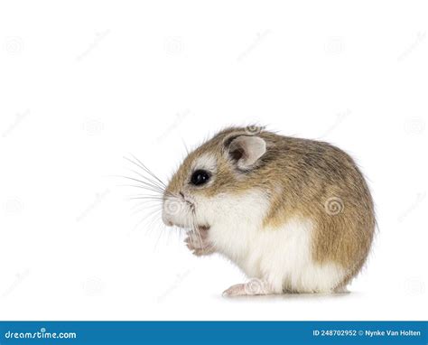 Roborovski Hamster Sobre Fondo Blanco Foto De Archivo Imagen De