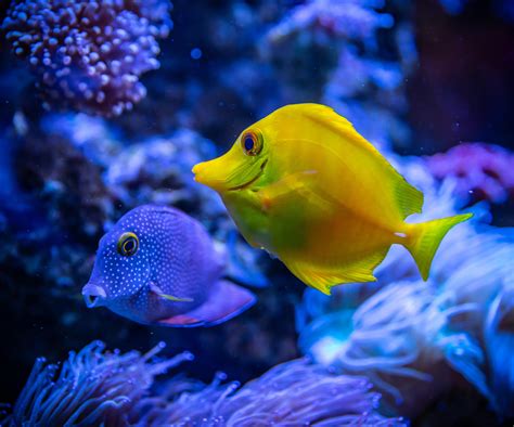 Yellow And Blue Fish In Water 4k Pic Wallpapers Share