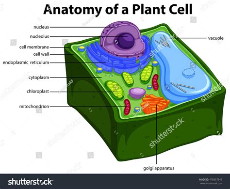 Diagram Showing Anatomy Plant Cell Illustration Stock Vector Royalty