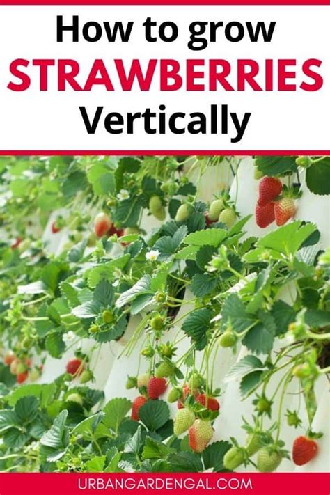 Growing Strawberries Vertically Is A Great Way To Maximize Your Garden