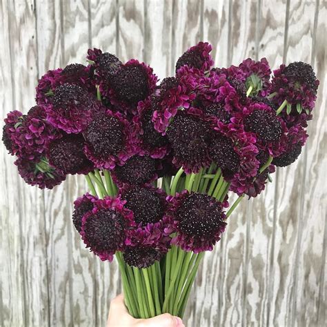 Maybe you would like to learn more about one of these? October wedding season is here!!! Love this deep burgundy ...