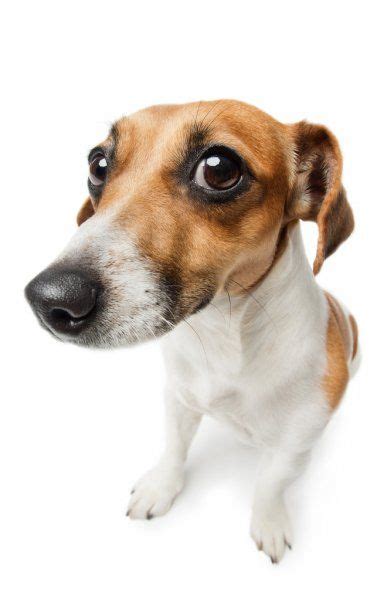 Stock Image Dog Looking Concerned Silly Dogs Dog Images Goofy Dog