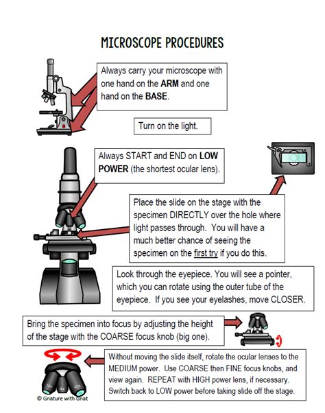 Basic Steps For Focusing A Compound Light Microscope Study Biology