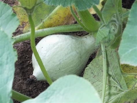 Native americans have been growing squash for many thousands of years. Blue Hubbard Squash | Here is a baby Blue Hubbard Squash ...