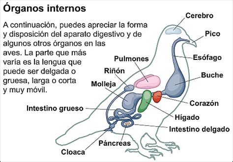 Sistema Digestivo De Las Aves Organos Anatomia Y Fisiologia Xxx Porn