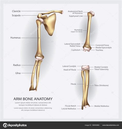 Human Arm Bone Anatomy 3d Model Bones Human Arm Anatomy Arm Bones