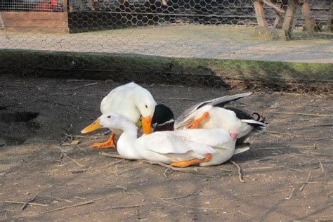 First of all, ducks do not really like to be picked up in they are also quite friendly, and cayugas lay gray colored eggs which are a lot of fun. The Best Ducks for Laying Eggs | PetHelpful