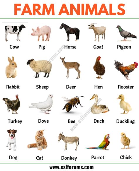 Farm Animals List Of 15 Popular Farm Domestic Animals In English