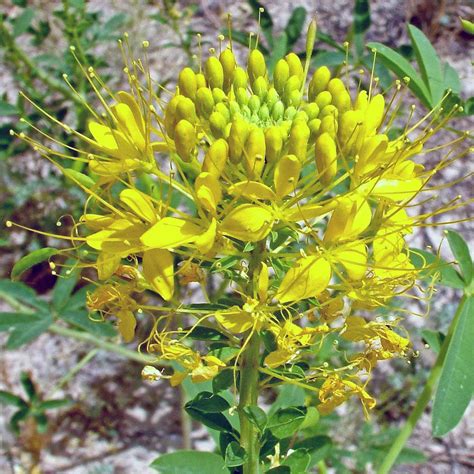 Funny, cool, or just plain weird, you'll find the socks your feet deserve. Rocky Mountain Yellow Bee Plant In Dinosaur National ...