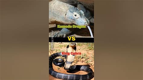 Komodo Dragon Vs King Cobra Youtube